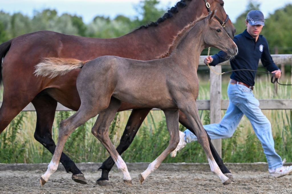 Chere vd Holsteinerhoeve Z